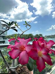 Corals At Keppel Bay (D4), Condominium #523643981